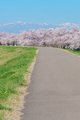 Kitakami Tenshochi Park with Sakura Cherry Blossom in Spring, Kitakami festival. Snow Iwate mountain in Iwate prefecture, Japan. Famous Landmark for Travel and Vacation destination