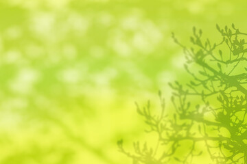 Obraz premium やわらかな陽射しを背景に、春を待つモクレンの蕾シルエット