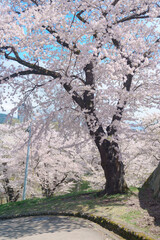 Sakura Cherry blossom at Morioka Castle Ruins park in Spring season. Iwate Park, Iwate prefecture, Japan. famous Landmark Travel and Vacation destination