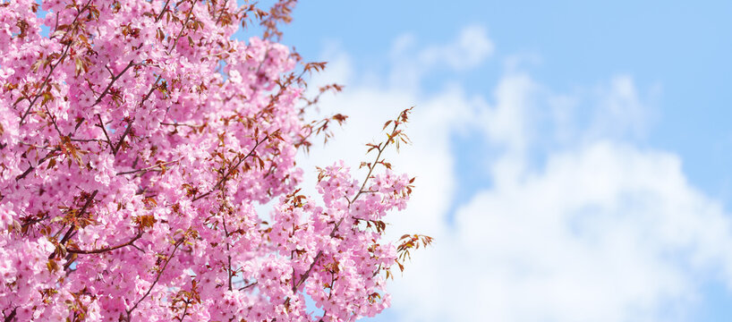 beautiful Spring day, Cherry blossom against blue sky in park, pink Sakura blooming in sunshine day. Japan Travel background, template and wallpaper for spring season and Hanami picnic