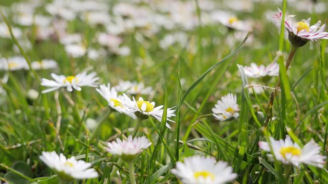Spring Wildflowers Close Up with Soft Bokeh