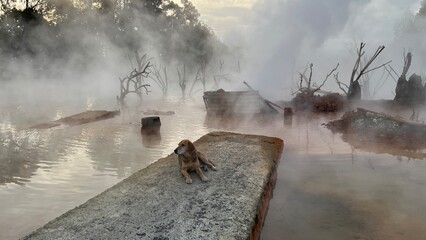 Natural landscape, the surface of a hot thermal spring shrouded in thick steam. The Kyndygskie Springs geothermal area in Abkhazia. A dog rests on a concrete pier at the edge of the warm water.