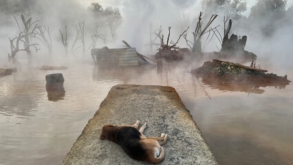 Natural landscape, the surface of a hot thermal spring shrouded in thick steam. The Kyndygskie Springs geothermal area in Abkhazia. A dog rests on a concrete pier at the edge of the warm water.