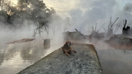 Natural landscape, the surface of a hot thermal spring shrouded in thick steam. The Kyndygskie Springs geothermal area in Abkhazia. A dog rests on a concrete pier at the edge of the warm water.