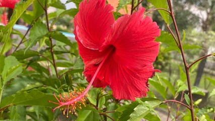 Vibrant Red Hibiscus Flower in Full Bloom with Green Leaves Background © Tos pro