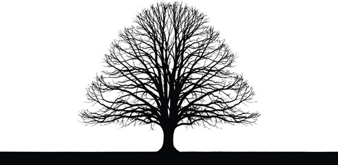 Bare Tree Silhouette on White Background