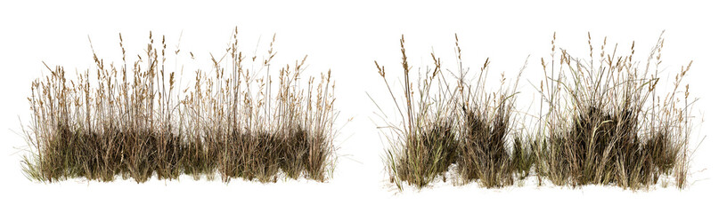 High Quality Cutout of Dried Meadow Grass and Wild Reeds for 3D Post-Production