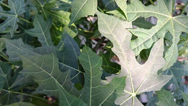 Lush Green Leaves of Chaya or Mexican Tree Spinach Plant Background