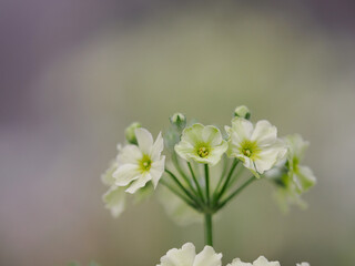 愛らしいクリーム色のプリムラ マラコィデス
