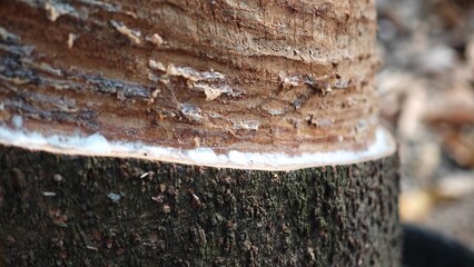 Scrape rubber from rubber, latex.