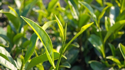 Scrape rubber from rubber, latex.