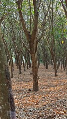 Rubber tree plantation with tapping cups.
