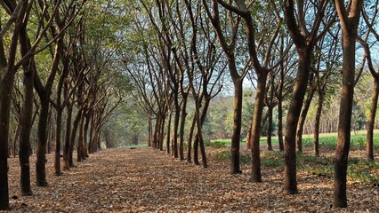 Rubber tree plantation with tapping cups.