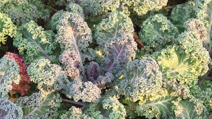 Vegetable in garden. Petit kale or Decorative kale.