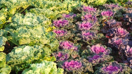 Vegetable in garden. Petit kale or Decorative kale.