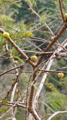 Indian gooseberry or Amla fruits on tree.