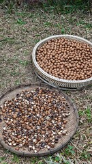 Unshelled macadamia nuts, close up textures.