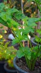 Chinese celery plant growth in soil.