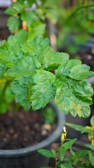 Chinese celery plant growth in soil.