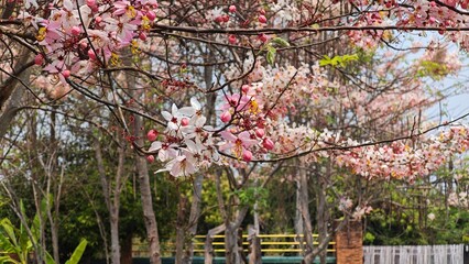 Beautiful cherry blossom flower in  garden.