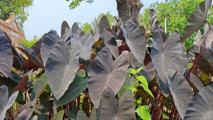 Black Magic, Colocasia Esculenta Leaves.