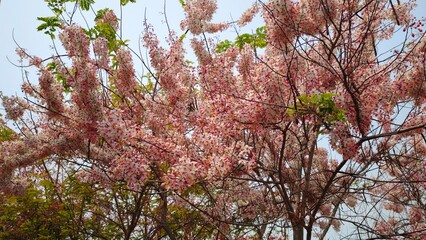 Beautiful cherry blossom flower in  garden.