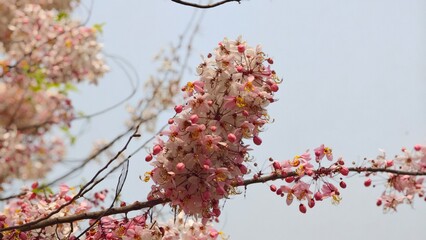 Beautiful cherry blossom flower in  garden.