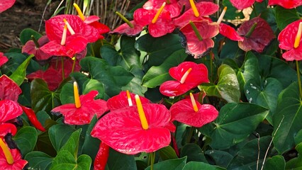 Red Anthurium sp. Flamingo leaves flowers.