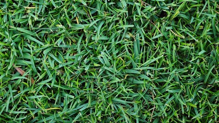 Field of green grass texture.