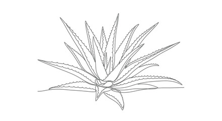 Obraz premium Single line drawing of an aloe vera plant