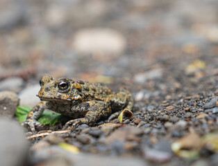 Obraz premium Closeup of toad squatting on pebbled ground