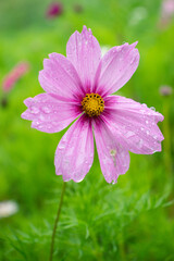 Fototapeta premium Pink Cosmos with Raindrops Fresh Summer Garden