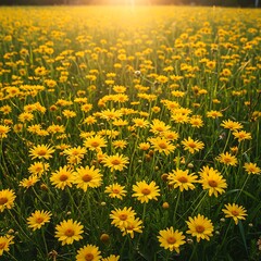 Fototapeta premium Golden Bloom Meadow: Sunlight on Wild Yellow Daisies