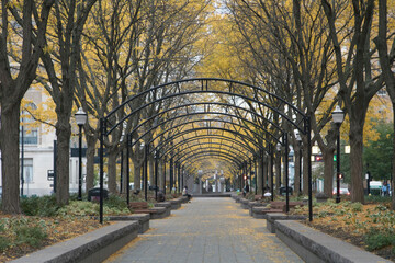 Straight Walkway Path with Trees and Benches
