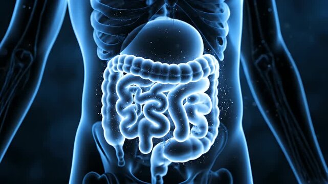 Human Digestive System Illustration with Glowing Intestines and Organs on Blue Background Medical Visualization of