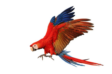 Fototapeta premium Colorful flying Scarlet Macaw parrot isolated on transparent background png file 