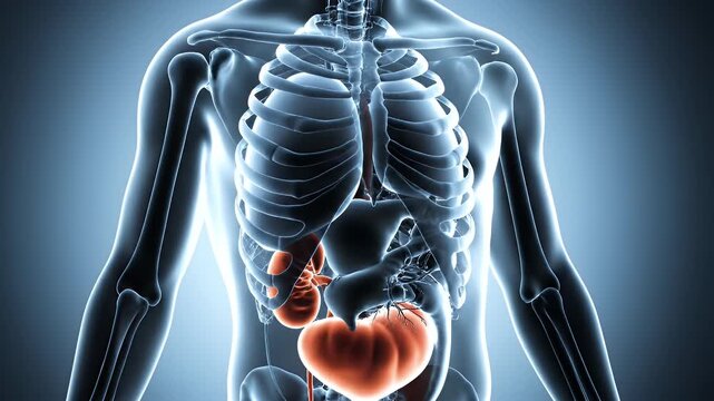 Human Torso Anatomy Visualization Internal Organs Blue Light Background for Medical Explanation or Educational Purposes