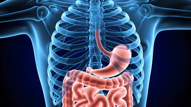 Human Torso Anatomy with Digestive System on Blue Background - X-Ray Style Visualization of Stomach Intestine and