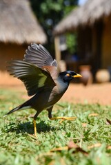 Common Myna bird taking flight with wings fully extended against a backdrop of rustic village huts and trees