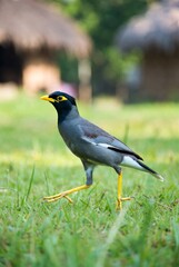 Common Myna bird alert and curious, standing on green grass with a soft-focus background of a traditional rural setting