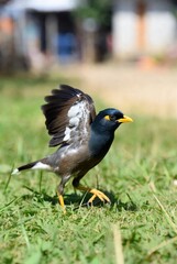 Common Myna bird in mid-action, lifting off from the grass with wings outstretched, revealing detailed feathers and colorful markings
