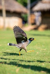 Common Myna bird captured in motion, lifting off from the grass with wings spread, against a soft background of rural buildings