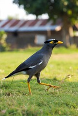 Common Myna bird walking on green grass, its grey and black plumage distinct, with a blurred background of rural architecture