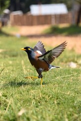 Common Myna bird in mid-action, running on the grass with wings partially open, capturing its dynamic energy and flight preparation