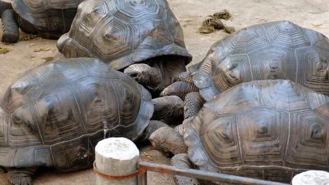 A group of giant tortoises huddle together in a dusty enclosure, their shells textured and ancient