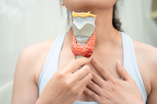 Hyperthyroidism, Overactive Thyroid, Thyroid Lymphoma, Asian woman with thyroid gland human anatomy model.