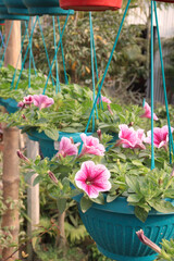 Petunia axillaris flower plant on hanging pot