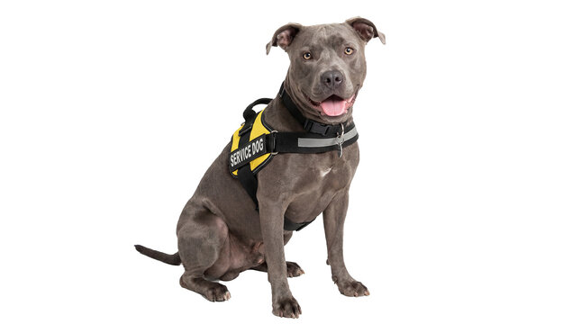 a determined blue pit bull service dog, equipped with a yellow 'service dog' vest, presented on a transparent transparent background.