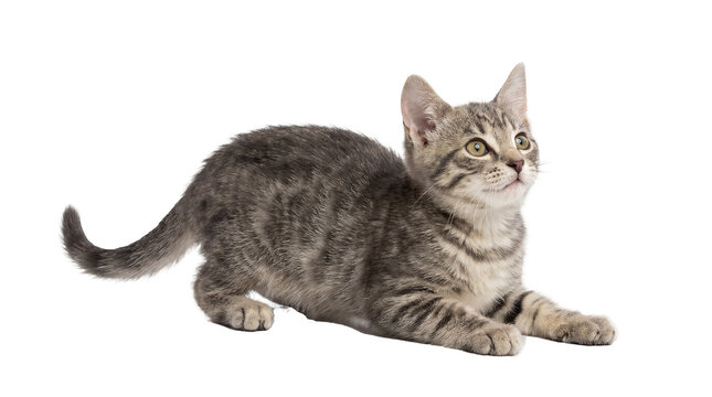a curious tabby kitten lying down and looking up intently, with a transparent background, captured in a studio setting.
