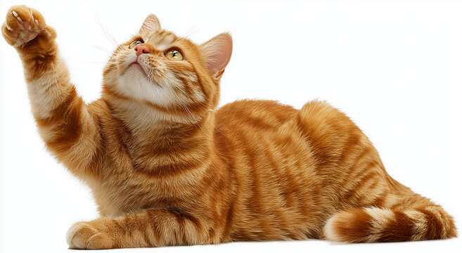 a cute orange tabby cat sitting on its hind legs, playfully waving with one paw, isolated against a white background.